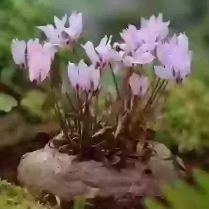 Cyclamen (Corms)